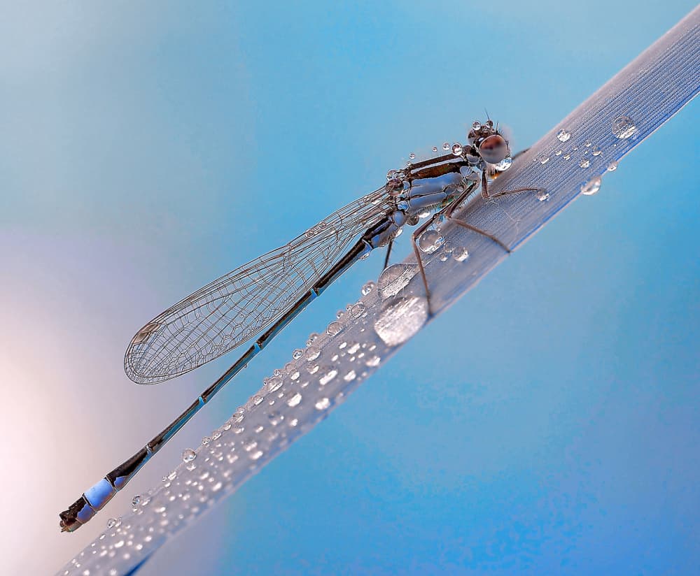Delicate Damselfly Dewdrops by Thierry Dufour — canvas wall art