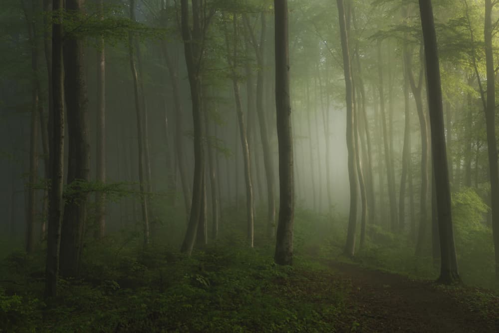 Misty Forest Path by Norbert Maier — canvas wall art