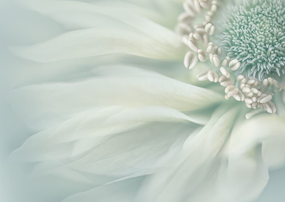 Soft White Bloom by Lydia Jacobs — canvas wall art