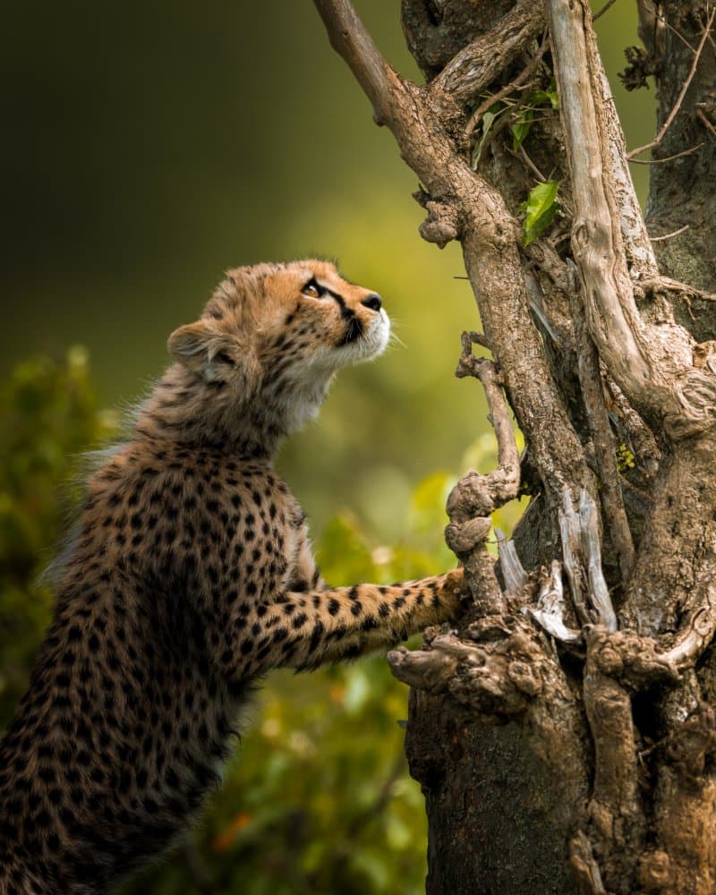 Curious Cheetah Cub by Ahmed Sobhi — canvas wall art