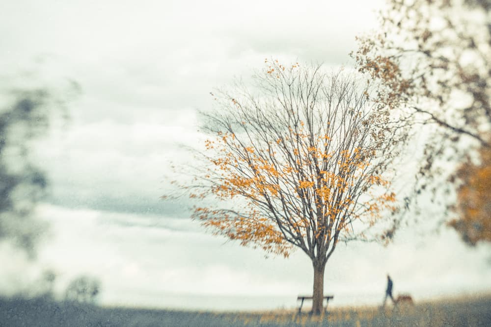 Autumn Tree Walk by Cindy Liu — canvas wall art