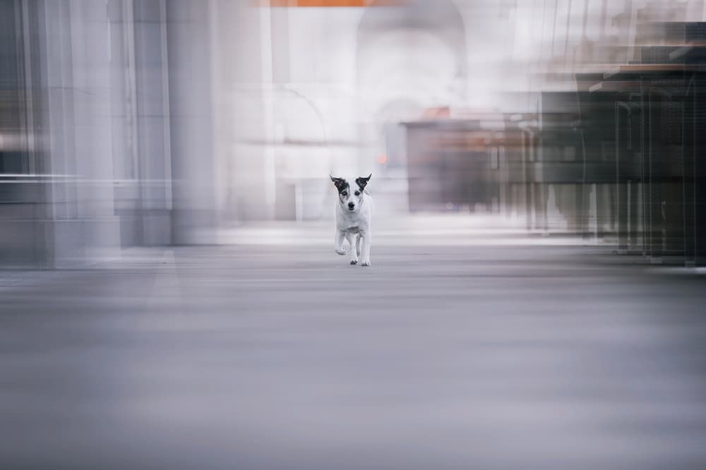 Fast Dog Motion by Heike Willers — canvas wall art
