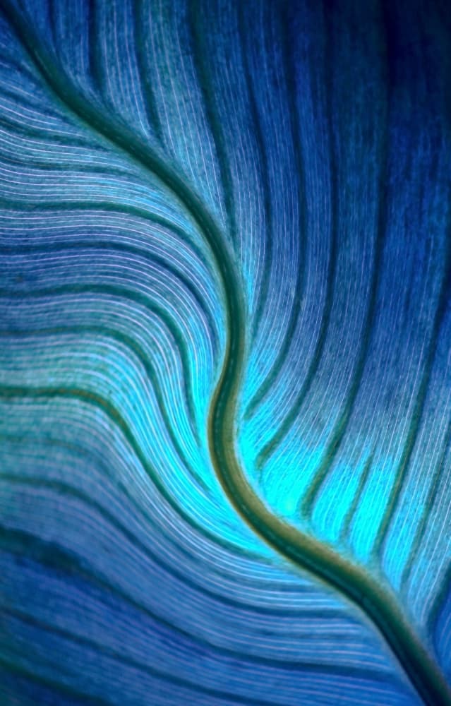 Glowing Blue Leaf Veins by Robin Wechsler — canvas wall art