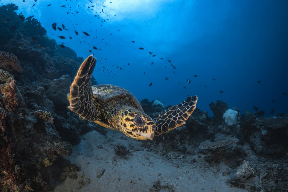 Swimming Hawksbill Turtle by Barathieu Gabriel — canvas wall art