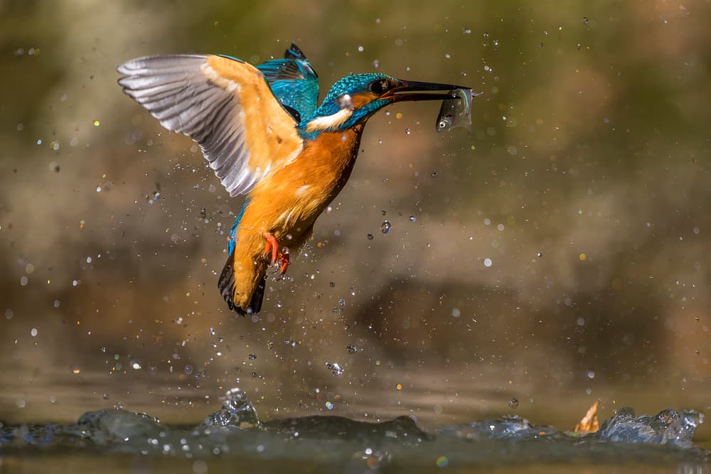 Kingfisher Catches Fish by Marco Redaelli — canvas wall art