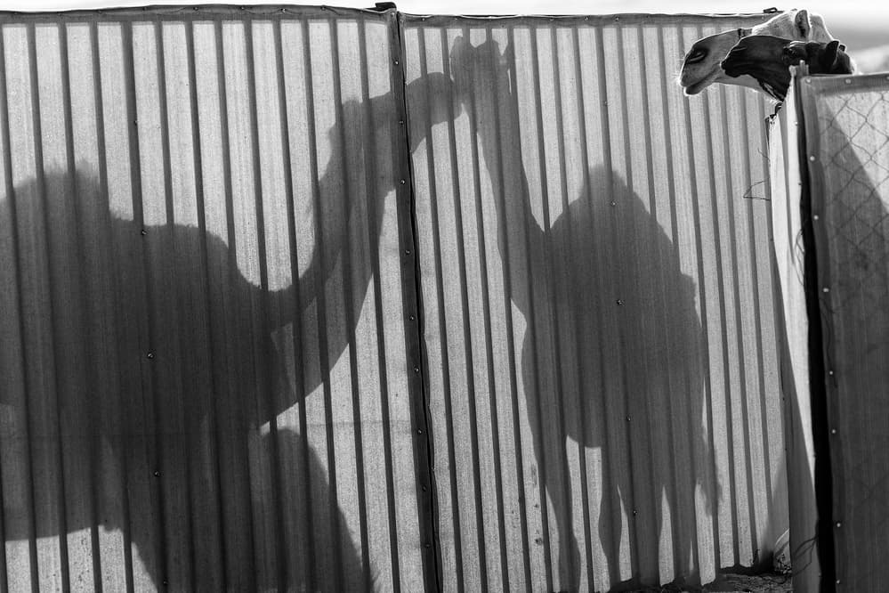 Desert Camel Shadows by Rami Al Adwan — canvas wall art