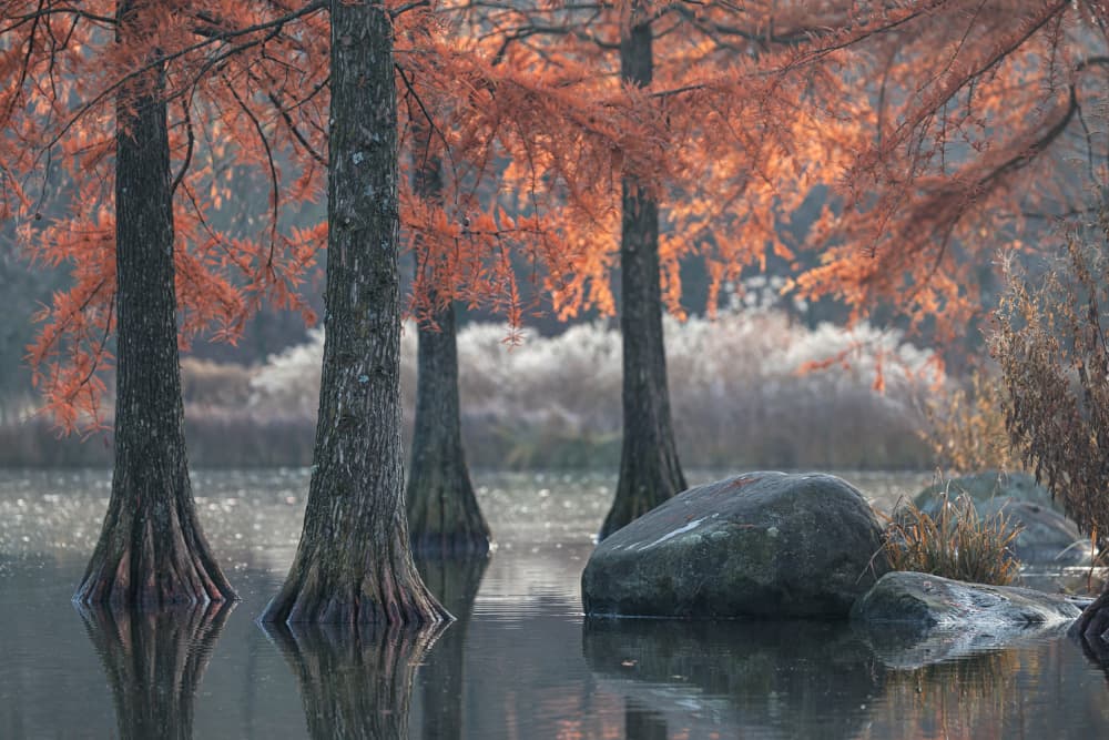 Autumn Cypress Lake by Roswitha Schleicher-Schwarz — canvas wall art