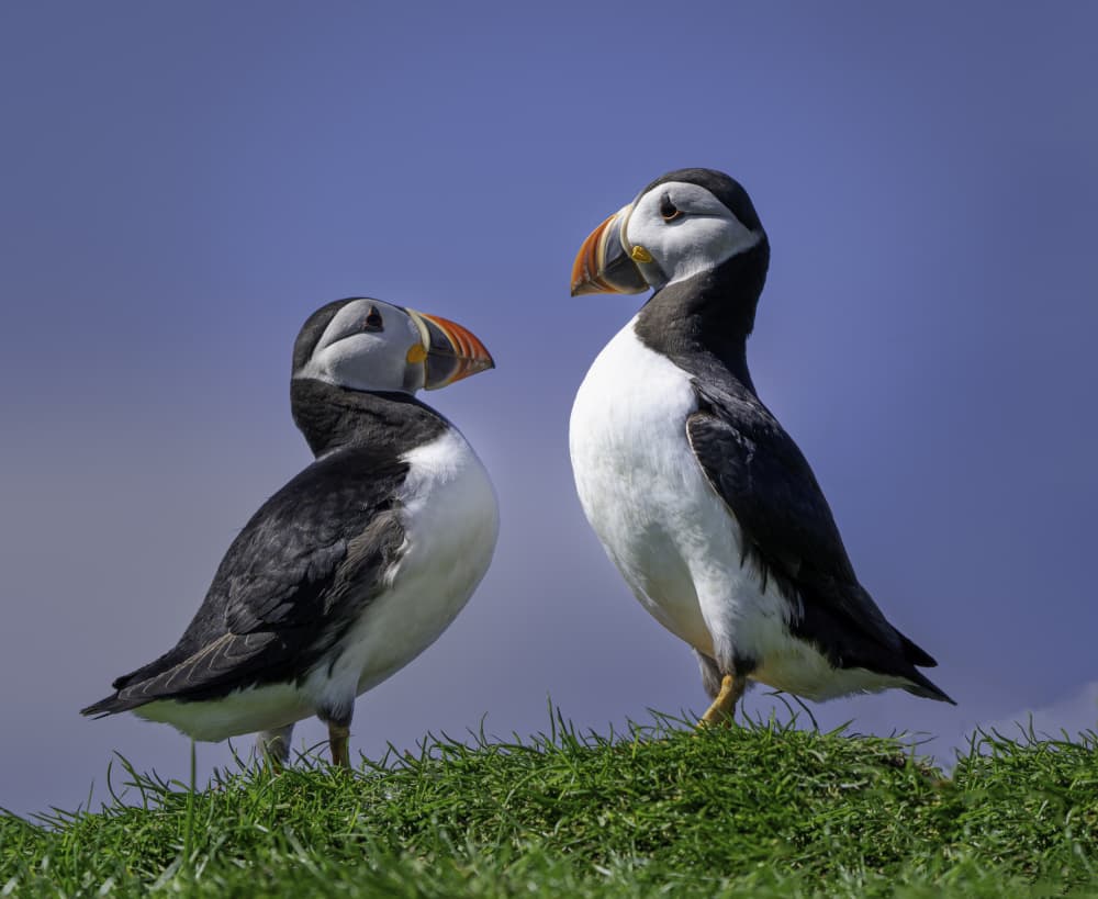 Atlantic Puffin Couple by Jimmy Yang — canvas wall art