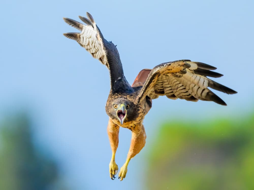 Screaming Hawk in Flight by Moses Wang — canvas wall art