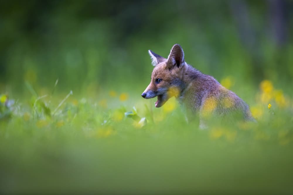 Curious Fox Cub by Marco Redaelli — canvas wall art