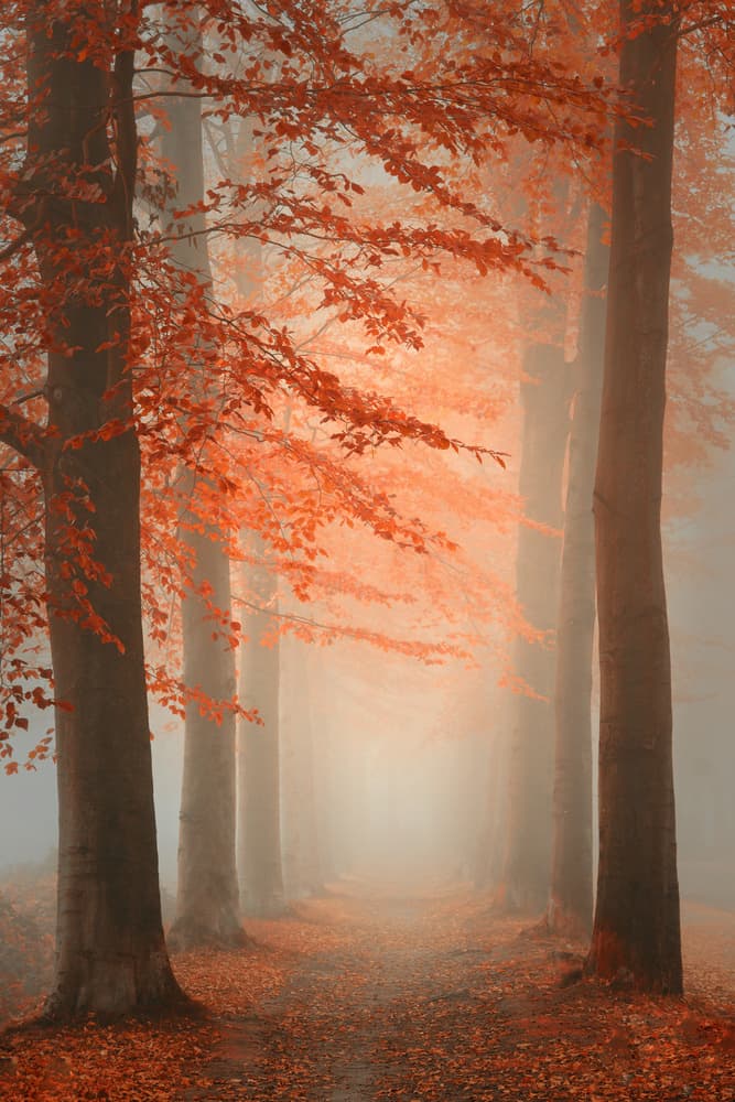 Misty Autumn Forest Path by Saskia Dingemans — canvas wall art
