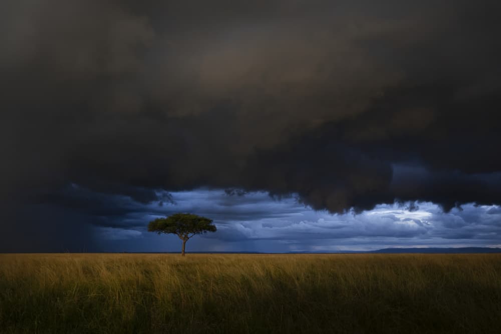 Storm Over Savanna Tree by Roberto Marchegiani — canvas wall art