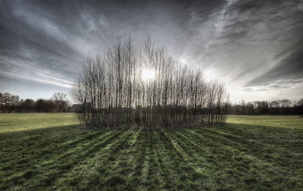 Winter Tree Shadows by Leon — canvas wall art