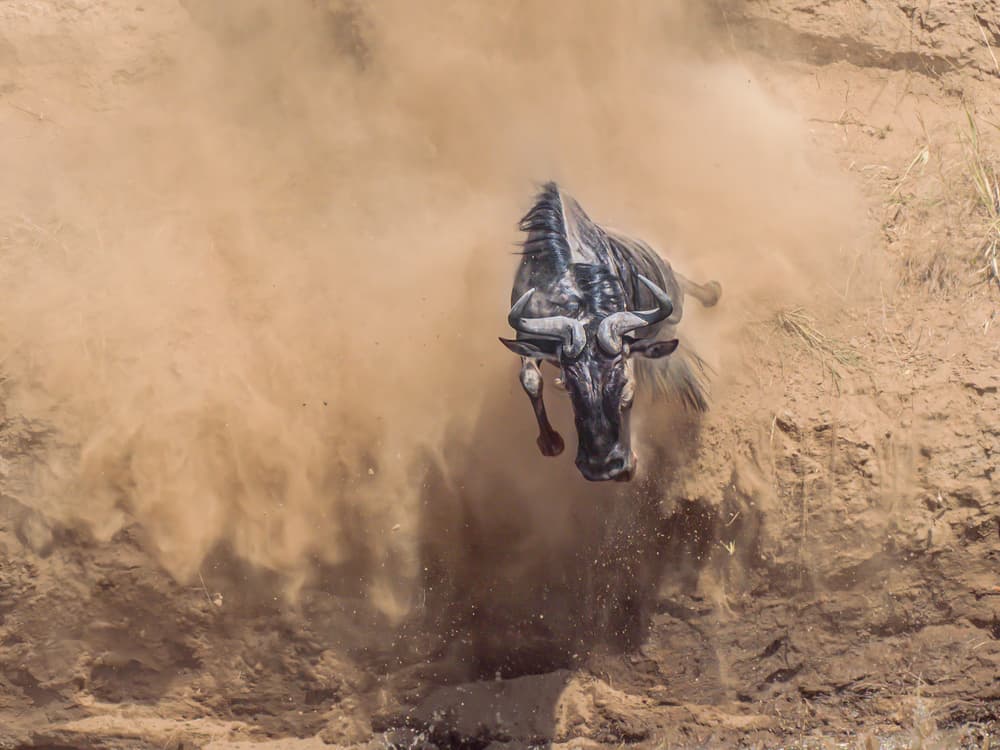Wildebeest Dusty Leap by James Cai — canvas wall art