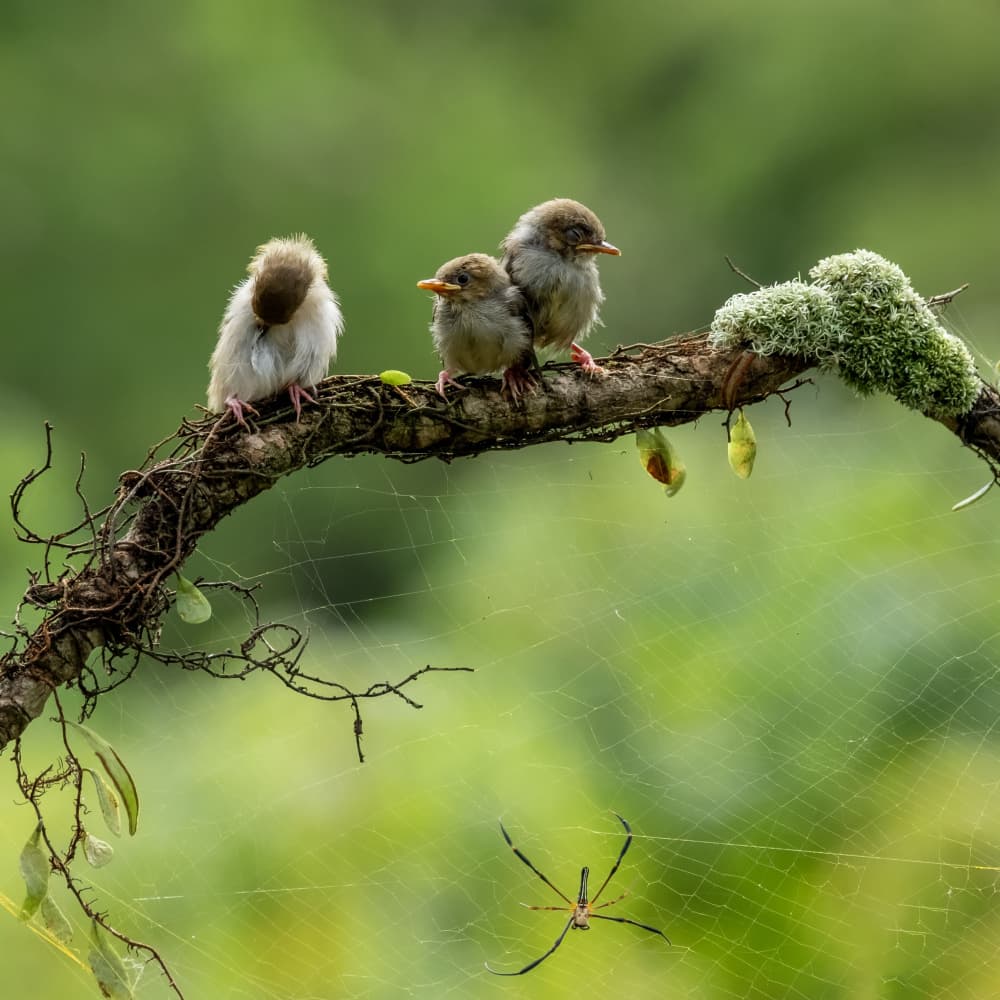 Fledglings on Mossy Branch by Sally Widjaja — canvas wall art