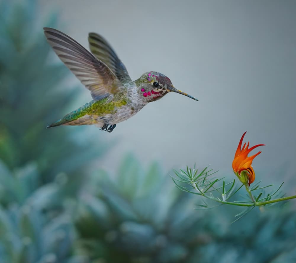 Hummingbird Nectar Flight by Xiaojian Huang — canvas wall art