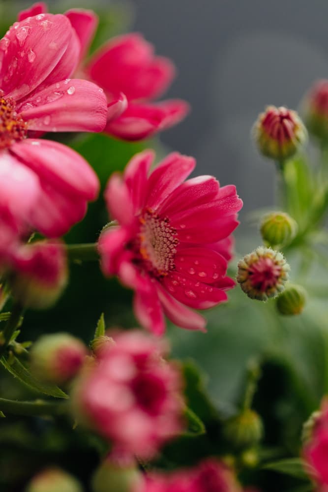 Dew Kissed Pink Flowers by Javier Pardina — canvas wall art