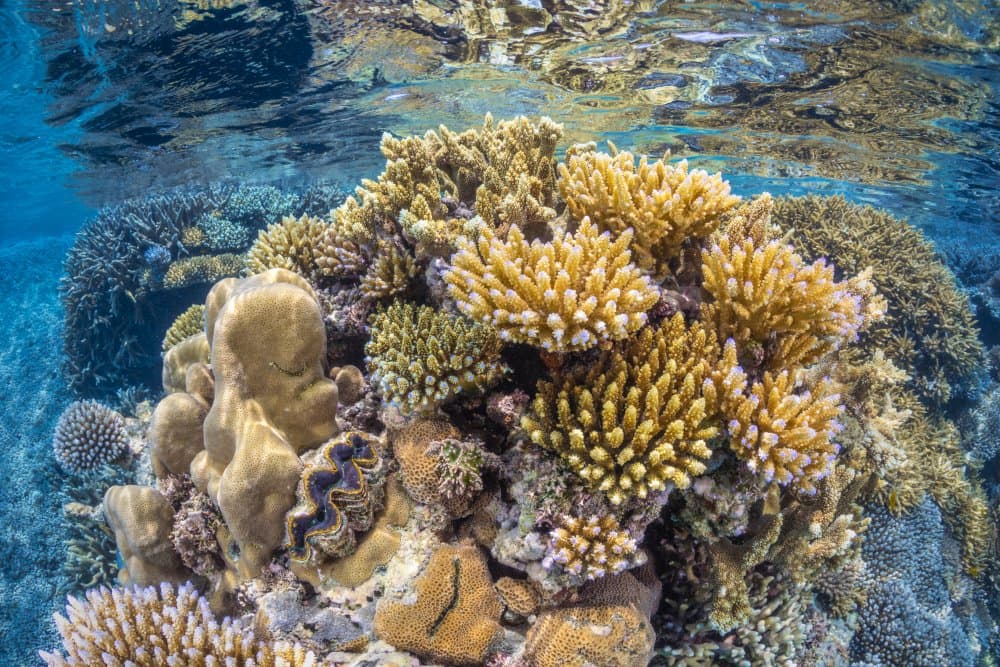 Vibrant Coral Reef by Barathieu Gabriel — canvas wall art