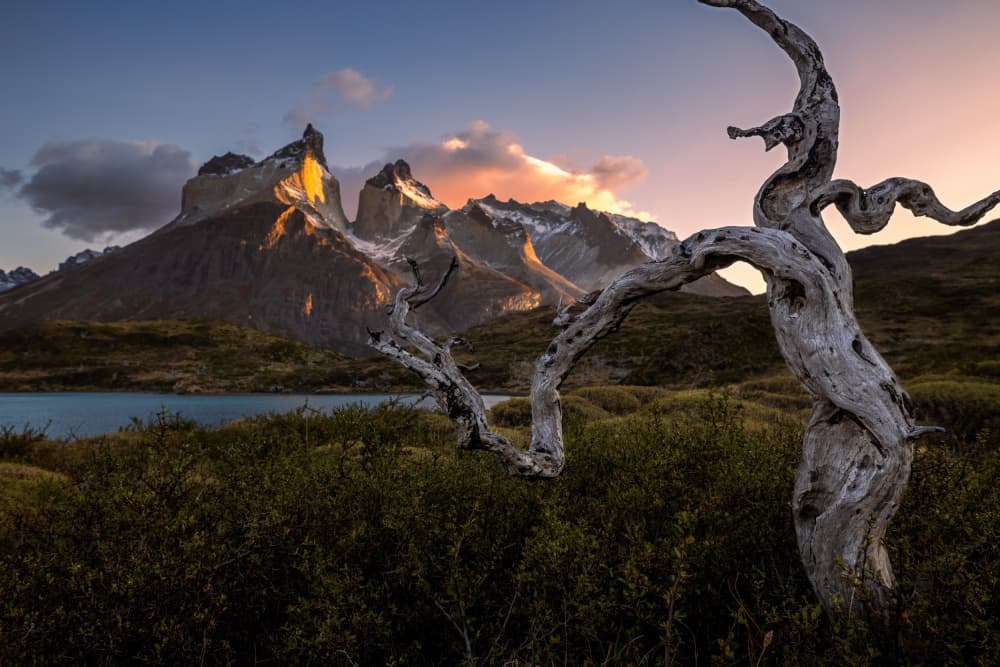 Gnarled Tree Mountain Sunset by Li Ying — canvas wall art