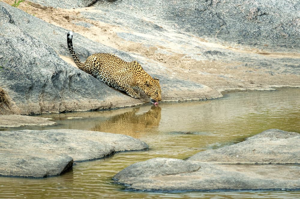 Leopard Drinking Water by Jeffrey C. Sink — canvas wall art