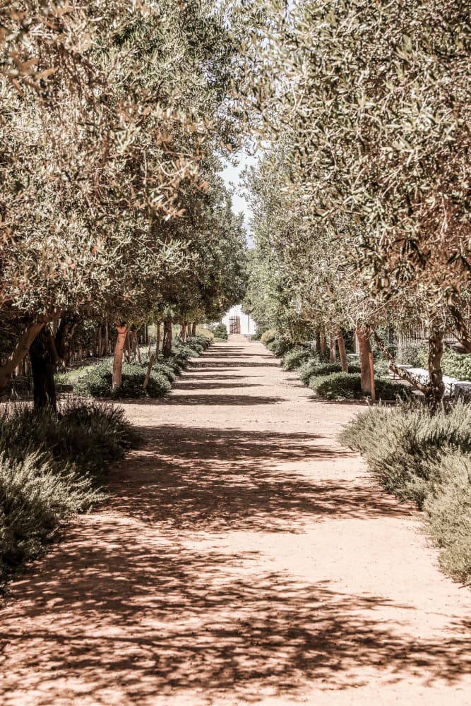 A Serene Tree Lined Path with Sunlight by Shot by Clint — canvas wall art