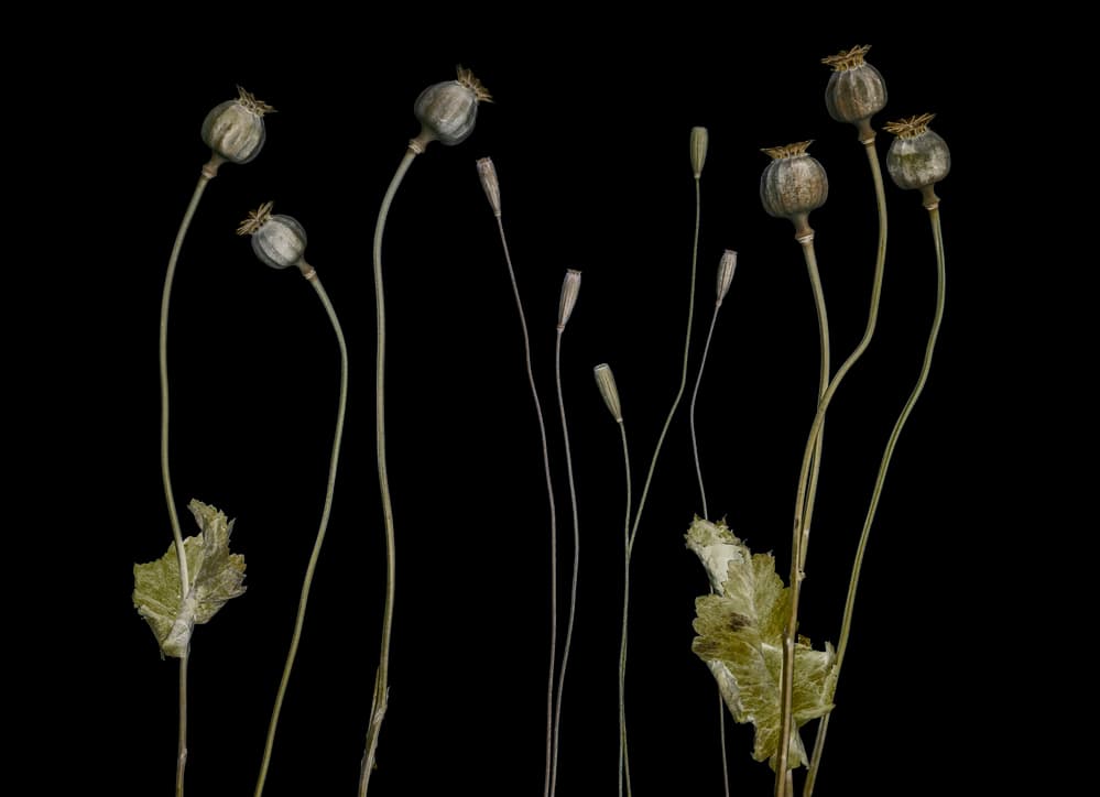 Elegant Dried Poppies by Lotte Grønkjær — canvas wall art