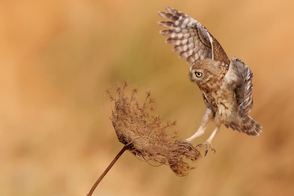 Little Owl Landing by David Manusevich — canvas wall art