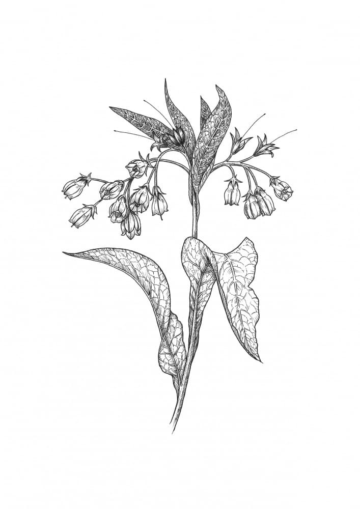 Botanical Bellflower Study by Petra Holíková — canvas wall art