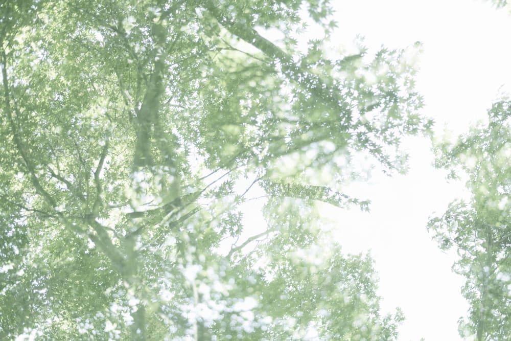 Dreamy Forest Light by Lynann Colligan — canvas wall art