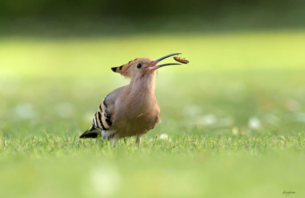 Hoopoe Eating Insect by Roshkumar — canvas wall art