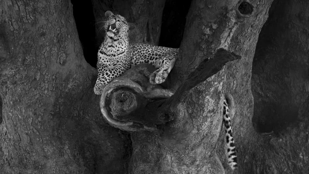 Leopard Yawning Tree by Phillip Chang — canvas wall art