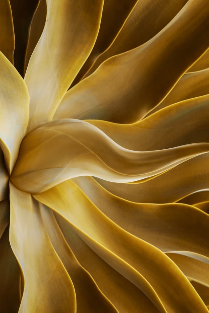 Golden Agave Curves by Robin Wechsler — canvas wall art