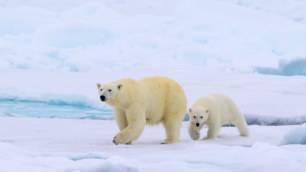 Arctic Bear and Cub by Som Prasad — canvas wall art