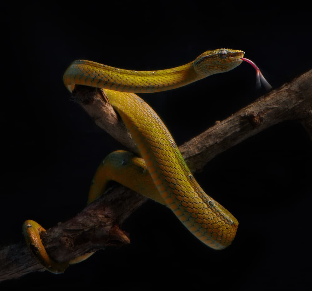 Green Viper on Branch by Rooswandy Juniawan — canvas wall art