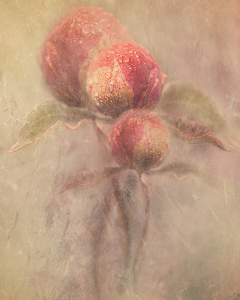 Dewy Peony Buds by Kristina Zvinakeviciute — canvas wall art