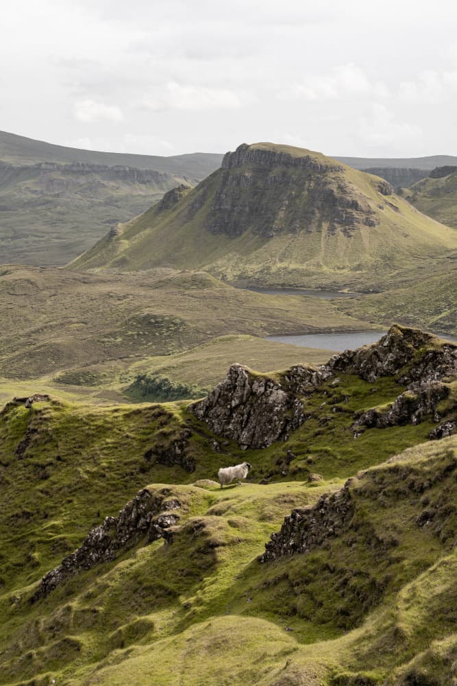 Green Hills Solitary Sheep by Henrike Schenk — canvas wall art