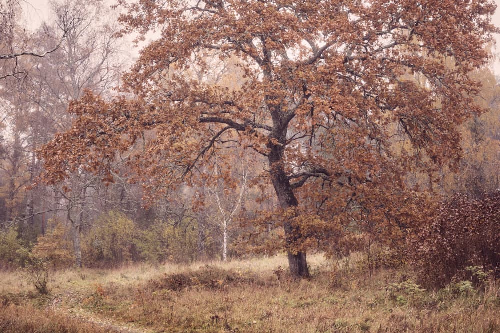 Misty Autumn Oak by Hamed Bank — canvas wall art