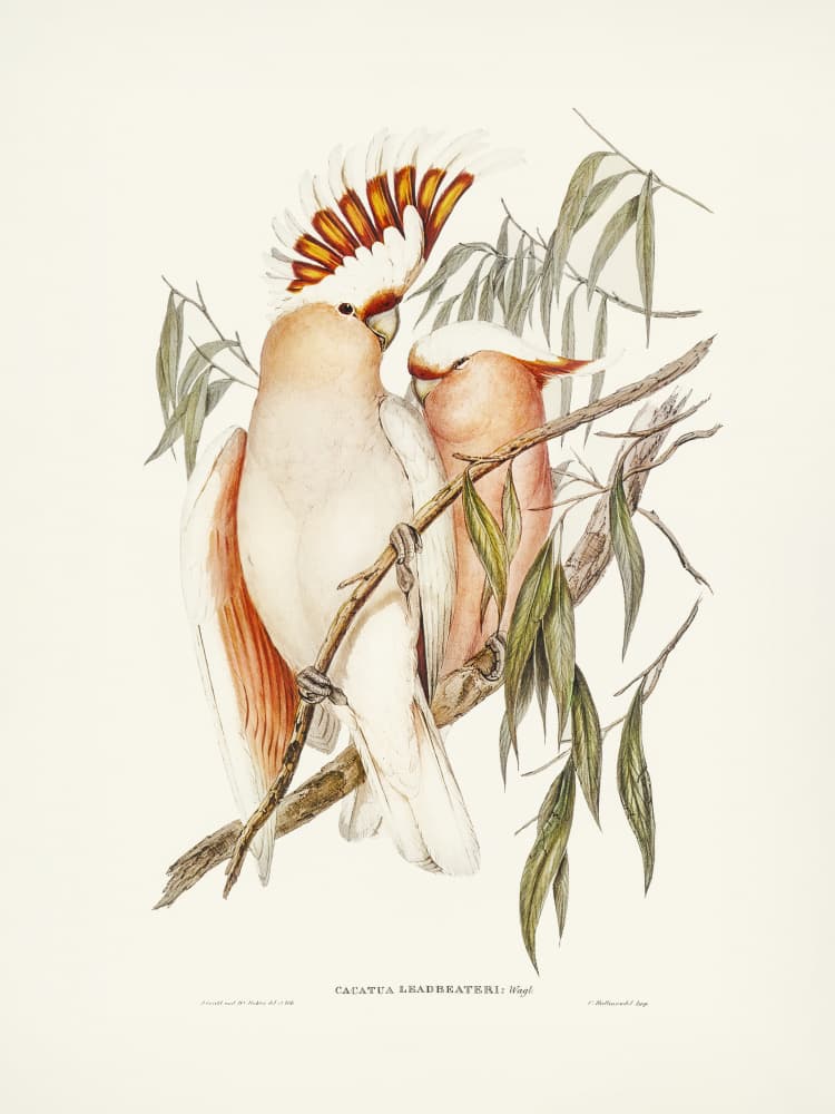 Leadbeater's Cockatoo by Elizabeth and John Gould — canvas wall art