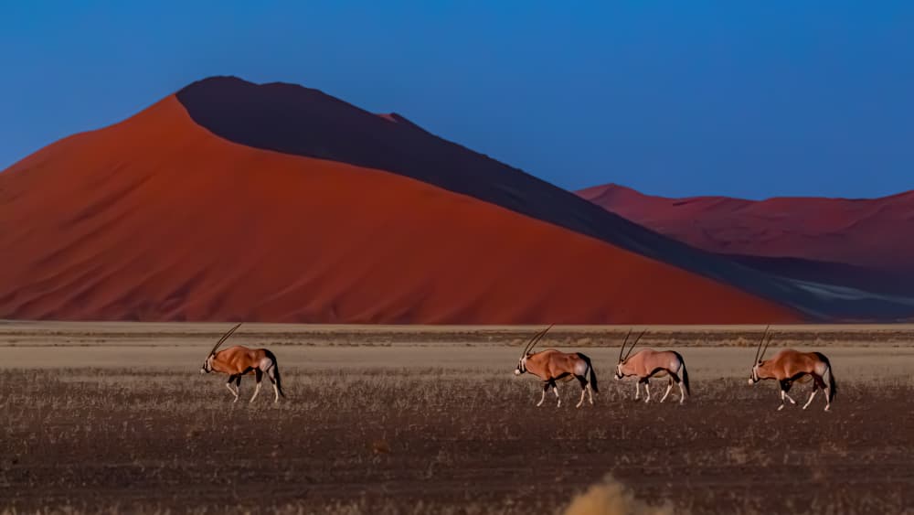 Oryx Walking Namib Dunes by Siyu_Wei APA — canvas wall art