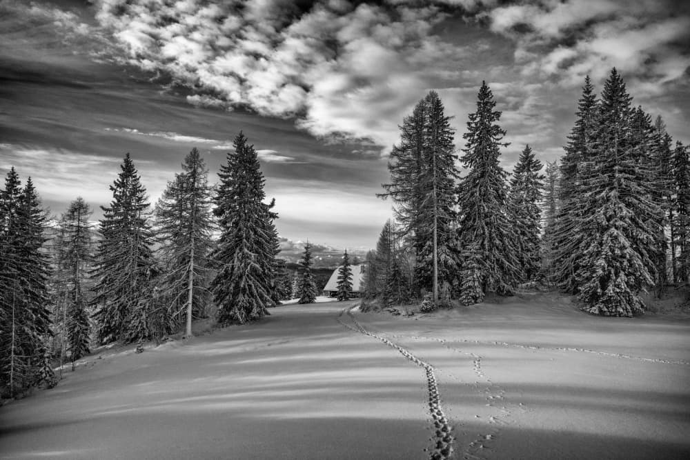 Snowy Forest Cabin Path by Aleš Klabus — canvas wall art
