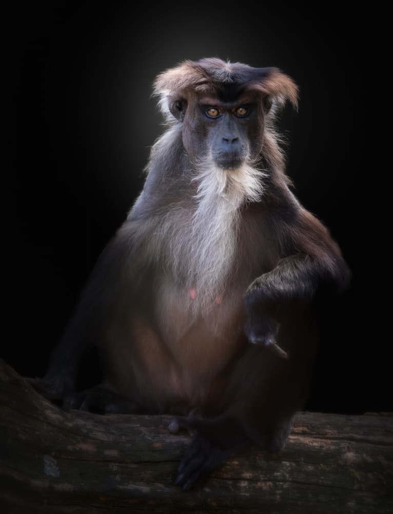 Intense Monkey Stare by Jörg Vollrath — canvas wall art