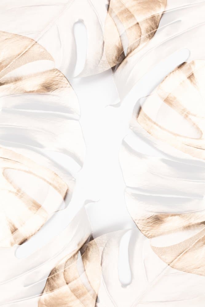 Ethereal Leaf Forms by Pictufy Studio III — canvas wall art