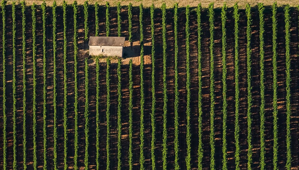 Vineyard Rows and Building by Martine Benezech — canvas wall art