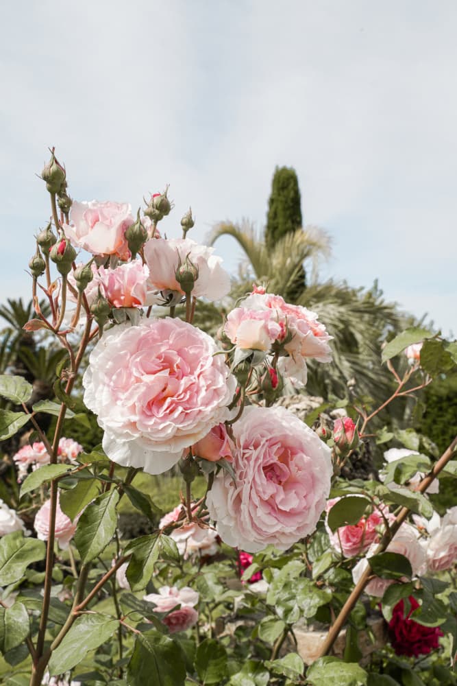 Pink Garden Roses by Henrike Schenk — canvas wall art