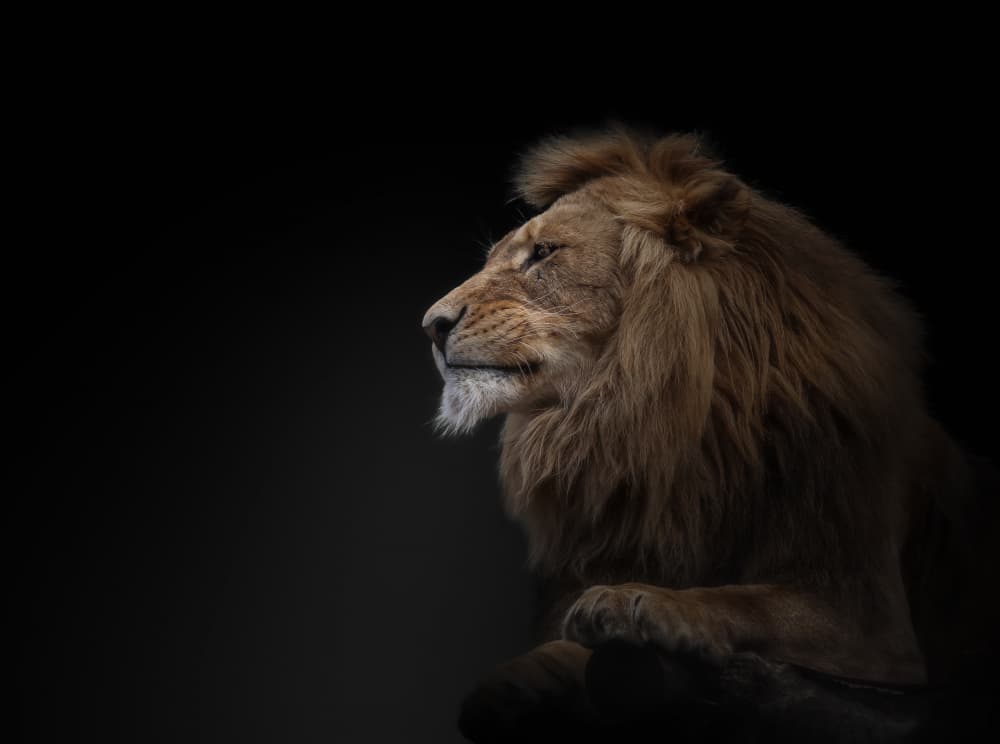 Majestic Lion Profile by Jörg Vollrath — canvas wall art