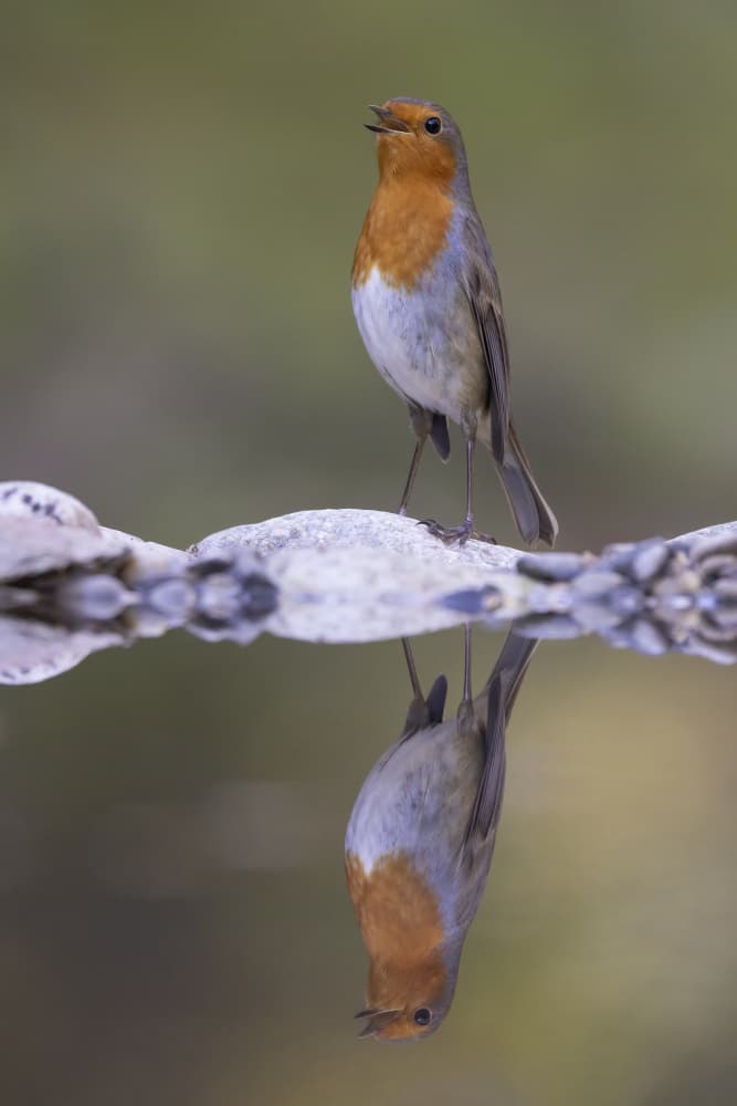 Robin's Perfect Reflection by Paolo Bolla — canvas wall art