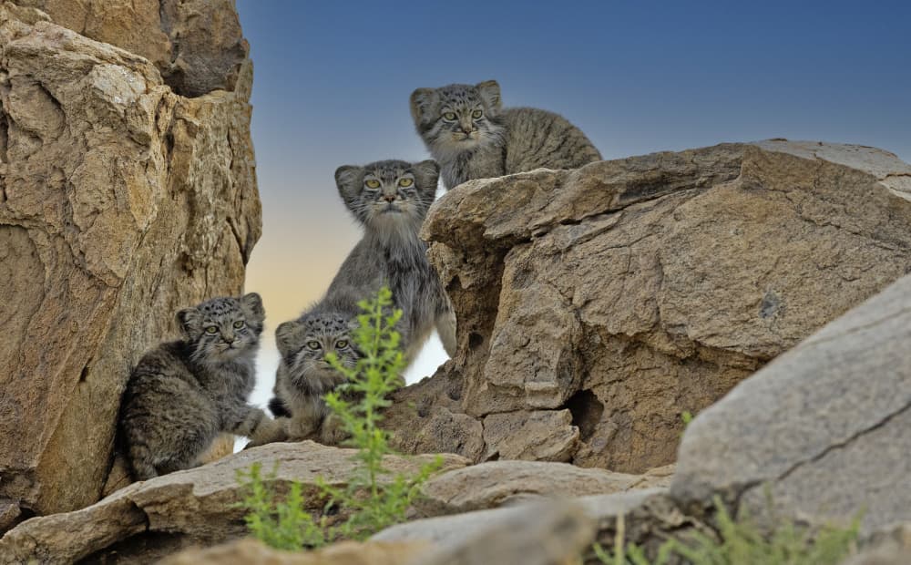 Curious Pallas Cat Family by Shlomo Waldmann — canvas wall art