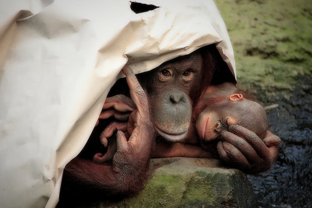 Orangutan Mother And Child by Antje Wenner-Braun — canvas wall art