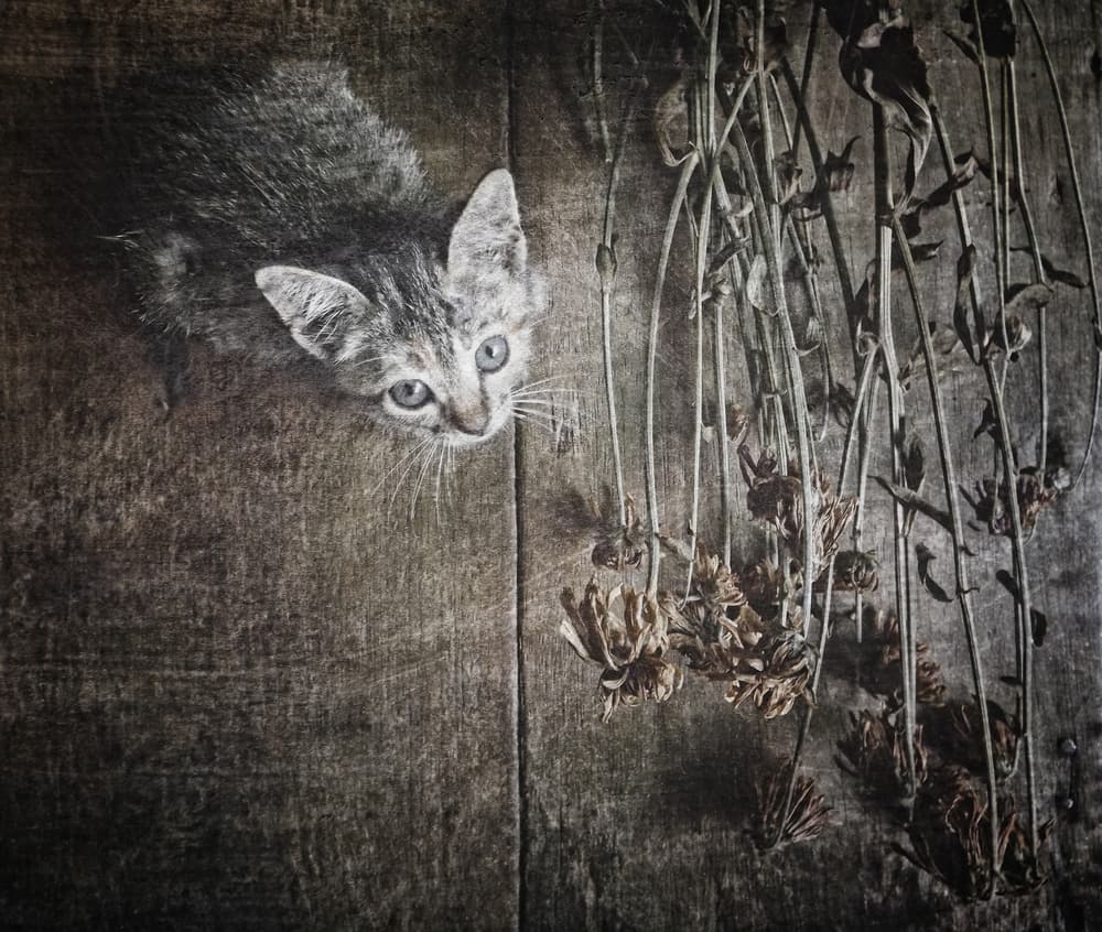 Curious Kitten And Dried Flowers by Kahar Lagaa — canvas wall art