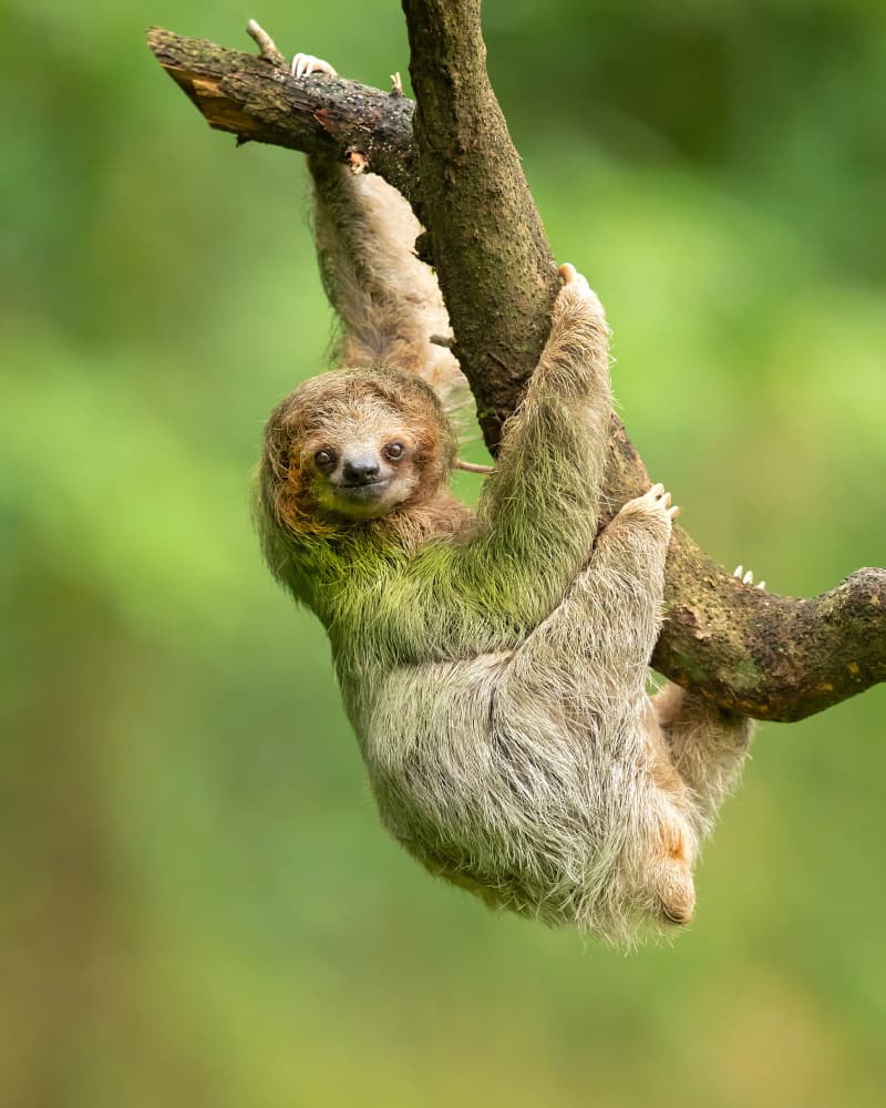 Jungle Sloth Portrait by Milan Zygmunt — canvas wall art
